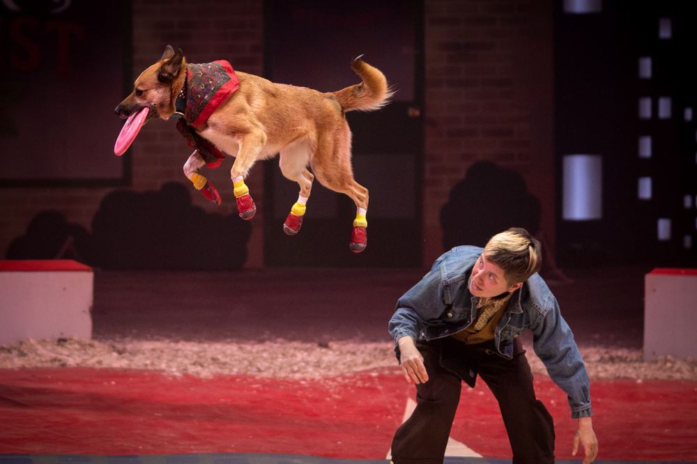 Dog leaping through the ring